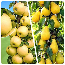 Комплект Колоновидних Дерев "Яблуня Медок,Груша Медова" складається з 2-х саджанців