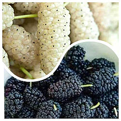 Комплект Шовковиць "Медова, Королівська" з 2-х саджанців