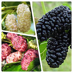 Комплект Шовковиць "Чорна Баронеса,Стамбульська Біла,Смоленська Рожева" складається з 3-х саджанців