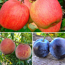 Комплект Плодових Дерев “Персик Кондор,Яблуня Чемпіон,Слива Блю Фрі” складається з 3-х саджанців