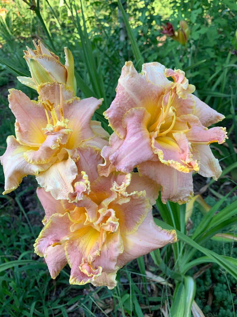 Лілейник садовий  Unlock the Stars корінь 1 шт., фото 1