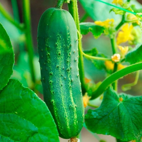 Насіння Огірка Прибутковий (1 г), фото 1