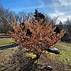 Гамамеліс середній Jelena 3 річний, Гамамелис средний Елена, Hamamelis x intermedia Jelena, фото 8