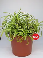 Росянка капская красная / Drosera capensis Новинка Xata