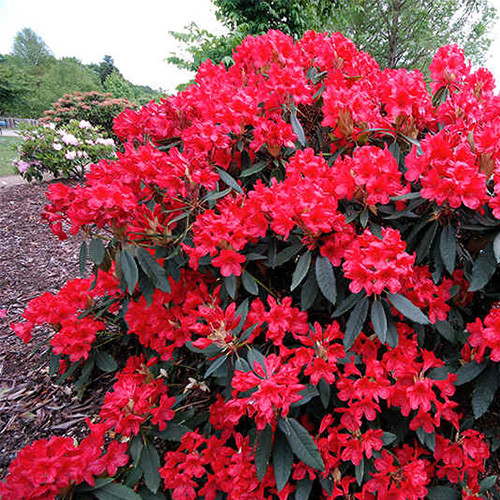 Рододендрон Elizabeth