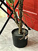 Фікус Лірата (Ficus lyrata) штучний 120 см у горщику K2542, фото 7