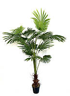 Пальма Ливистона искусственная 180 см в горшке K2512