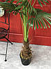 Пальма Лівістона штучна 180 см в горщику K2512, фото 4