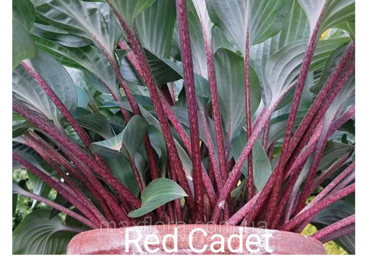 Хоста Red Cadet