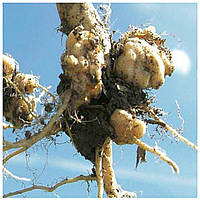 Кіла (кореневий рак капусти)