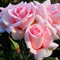 Саженцы чайно-гибридной розы Дезире (Rose Desiree)