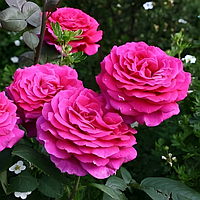 Саджанці троянди чайно-гібридної Юріанда (Yrianda)