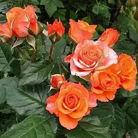 Саженцы розы флорибунда Апельсин (Rose Orange)