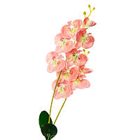 Орхідея катлея, рожева