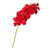 Орхідея онцидиум, червона