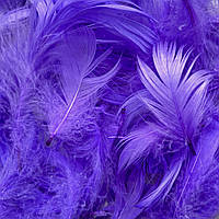 Перья для декора натуральные,тёмно-фиолетовые, 12 грамм