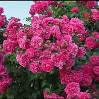Саженцы плетистой розы Лагуна (Rose Laguna)