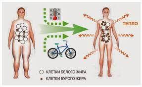 Бурий жир. Фото 2. Бурий жир. Малюнок 2.