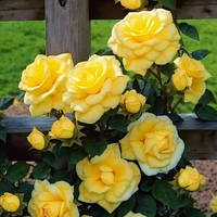 Саженцы плетистой розы Голд Штерн (Rose Goldstern)