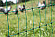 Сітка для огорожі свійської птиці (неелектрична) 50 м/112 см, Kerbl Німеччина, фото 4