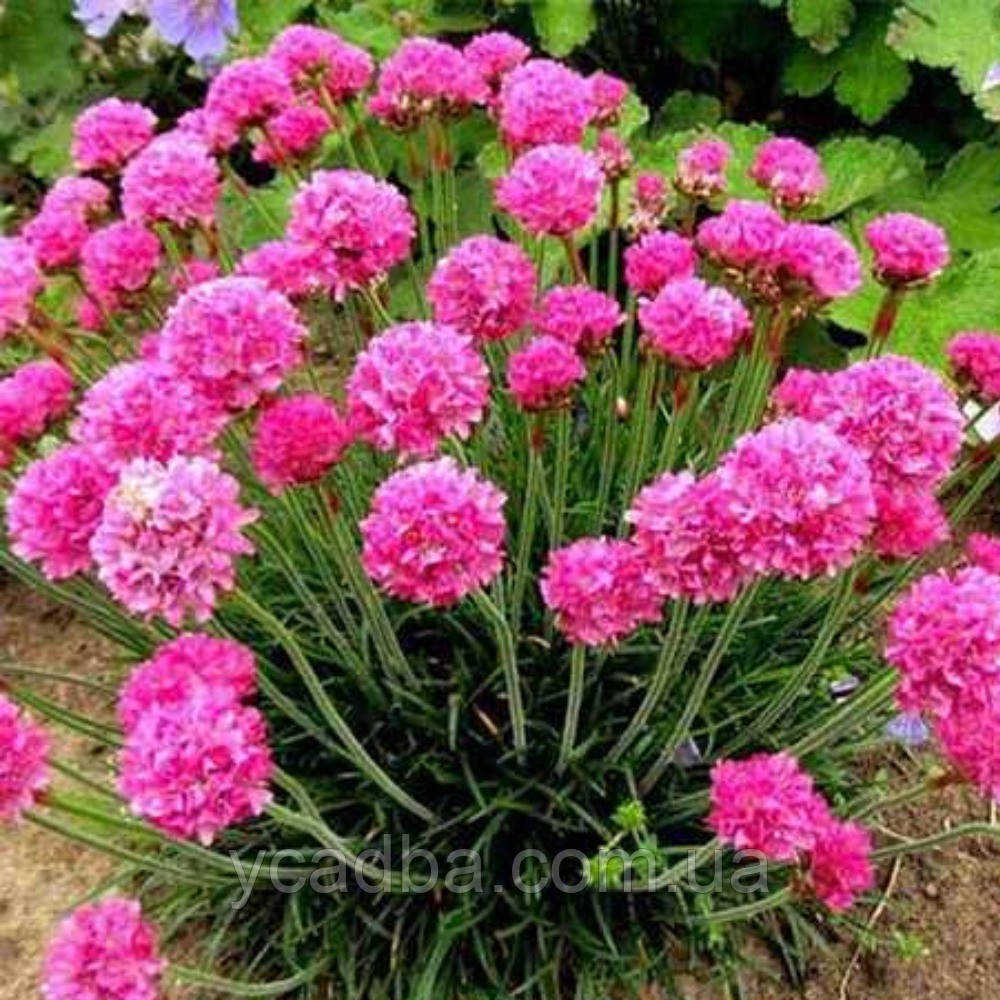 Армерія приморська Розеа Rosea (горщик 0,5л), фото 1