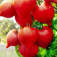 Насіння помідора Гібрид 2 Тарасенко / Помідор Гібрид 2 Тарасенко / насіння 0,1г