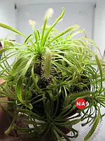 Росянка капская красная / Drosera capensis red + Подарок НожКредитка