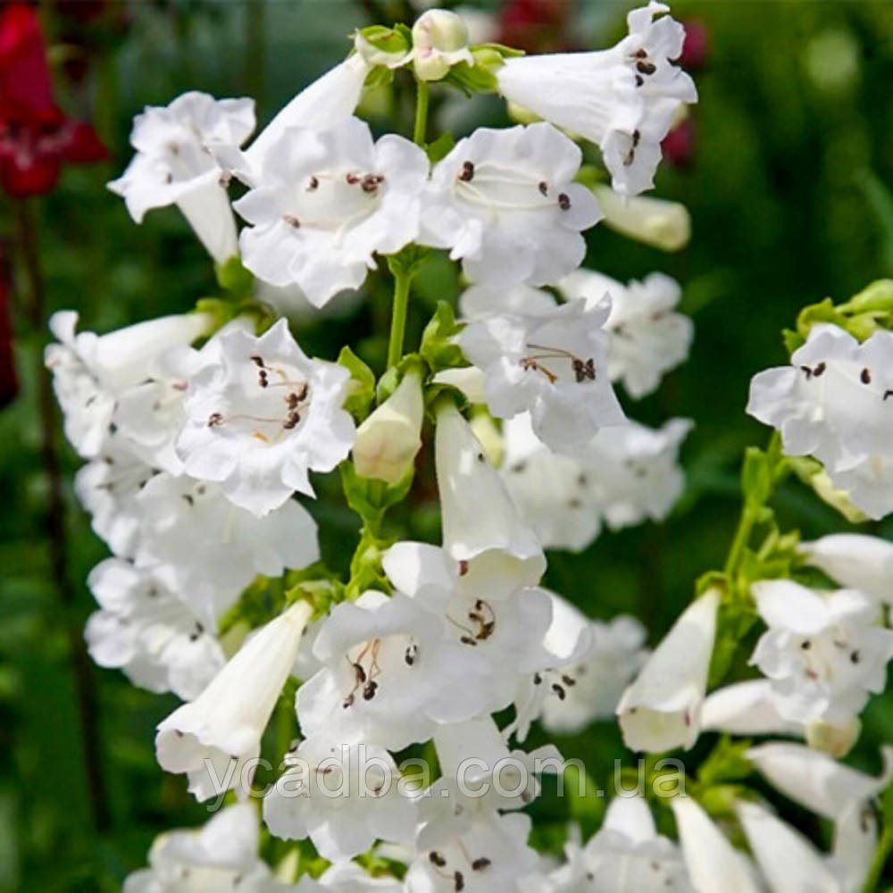 Пенстемон наперстянковий білий Penstemon digitalis (горщик 0,5л)