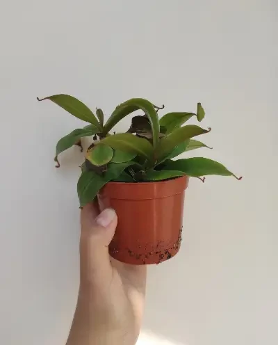 НЕПЕНТЕС АЛАТА / NEPENTHES ALATA + Подарок НожКредитка - фото 5 - id-p2107887655