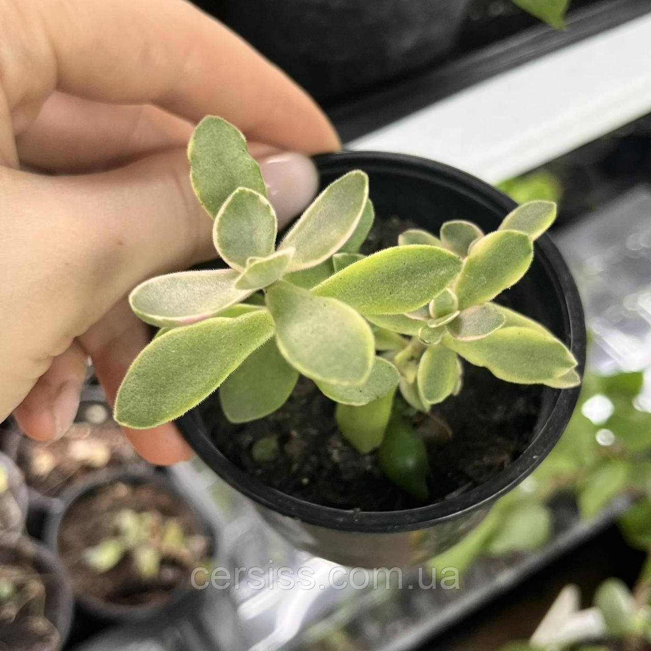 Кімнатні сукуленти Красула Муірі Варієгата, Crassula atropurpurea muirii variegata
