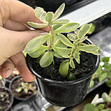 Кімнатні сукуленти Красула Муірі Варієгата, Crassula atropurpurea muirii variegata, фото 3