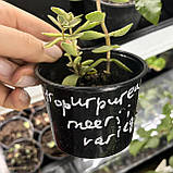 Кімнатні сукуленти Красула Муірі Варієгата, Crassula atropurpurea muirii variegata, фото 4