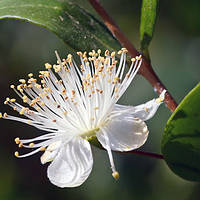 Мирт крупнолистный комнатное растение, Myrtus communis