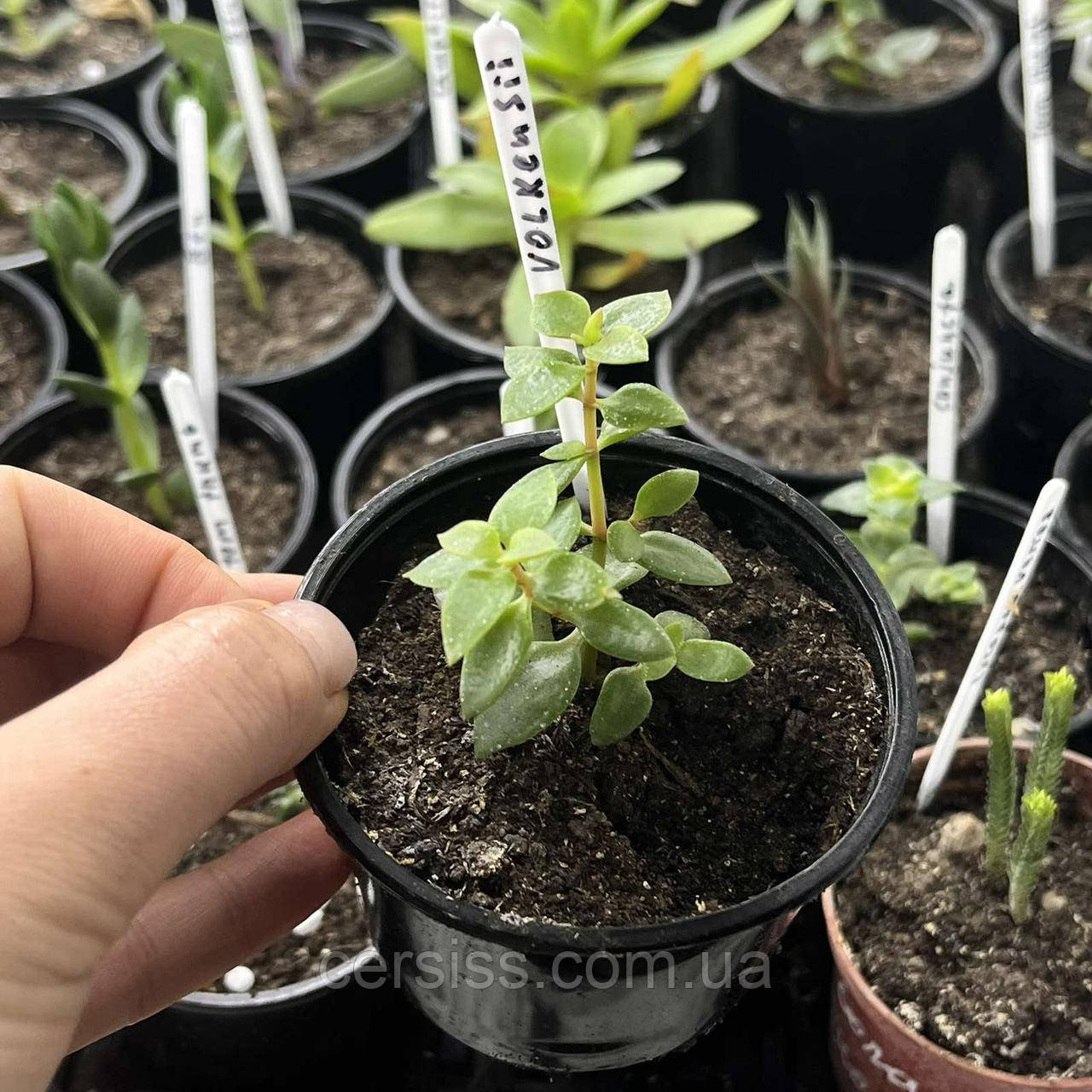 Красула Волкенсі кімнатний сукулент, Crassula volkensii, фото 1