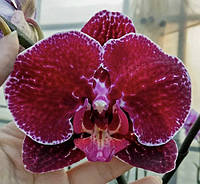 Орхидеи Фаленопсис Округленные (различные цвета и размеры)