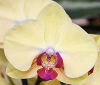 Орхидеи Фаленопсис (различные цвета и размеры)