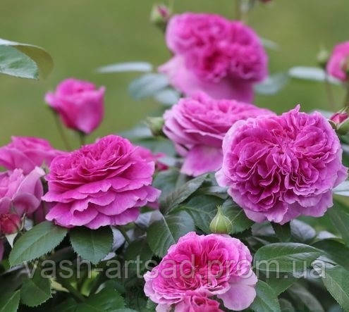 Парфюм Флауэр Циркус  Parfum Flower Circus