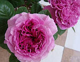 Парфюм Флауэр Циркус  Parfum Flower Circus, фото 3