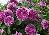 Парфюм Флауэр Циркус  Parfum Flower Circus, фото 4