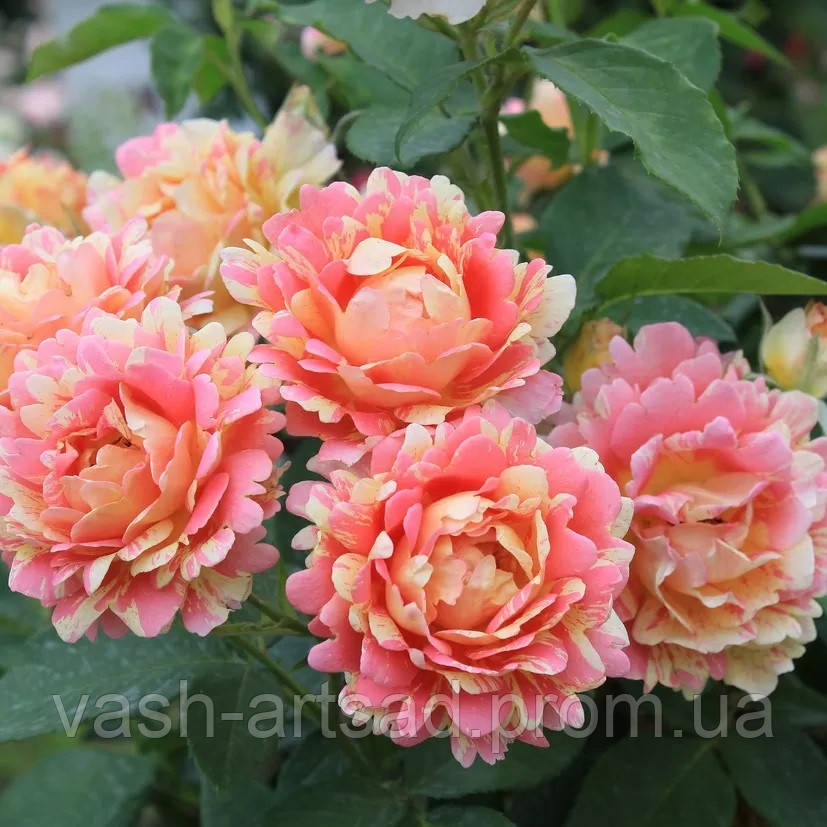 Роуз дес систерсьенс Rose des Cisterciens