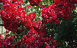 Рамблинг Розье  ‘Rambling Rosie’, фото 3
