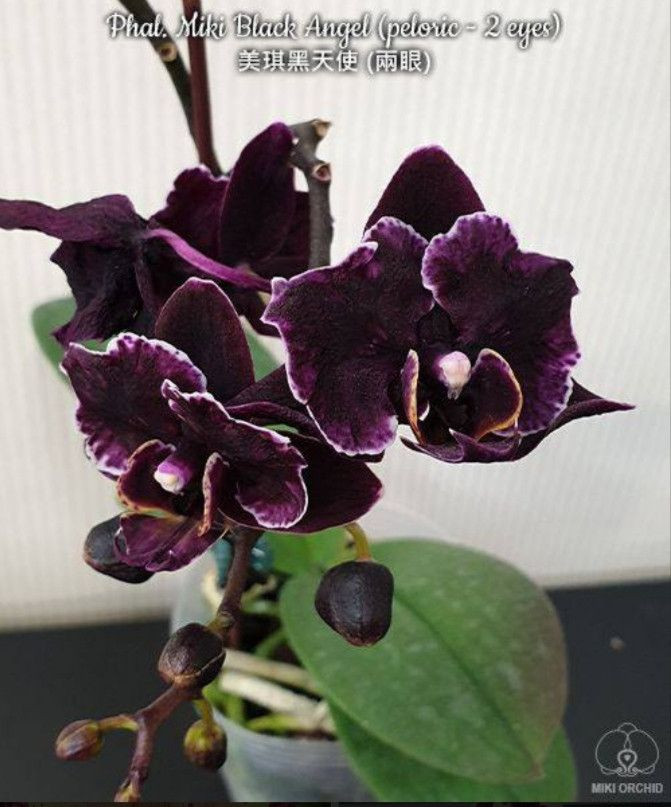 Орхидея подросток Miki Black Angel (peloric - 2 eyes), мох горшок 2.5" без цветов. - фото 1 - id-p1645833052