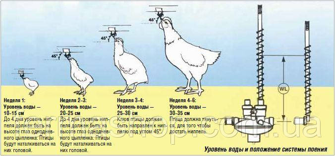 Система ниппельного поения 0.85 м (готовая система на 5 ниппельных поилок из нержавейки) АКЦИЯ! - фото 8 - id-p2108306387