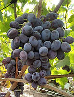 Виноград "Посмішка" (сорт японської селекції)