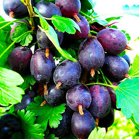 Агрус великоплідний "Чорна Крапля" (ранньо-середній термін дозрівання)