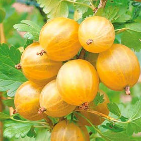 Агрус "Золотистий" (середній термін дозрівання)