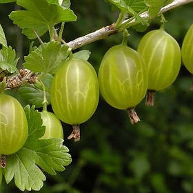 Аґрус "Інвікта" високоврожайний сорт (середній термін созреваник)