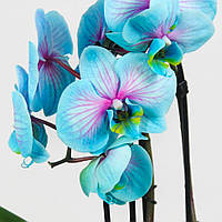 Орхидея Фаленопсис Крашеная (различные цвета и размеры)