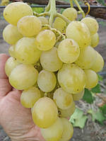Виноград "Джерельце" (надранній термін)