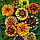 Насіння Квіти Майорці Персидський килим Геліос, фото 3